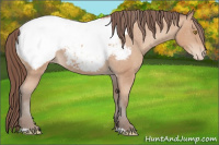 Horse Color:Amber Champagne Snowcap 