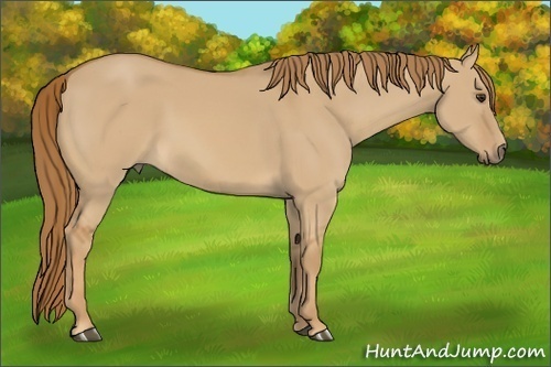 Horse Color:Red Dun Rabicano
