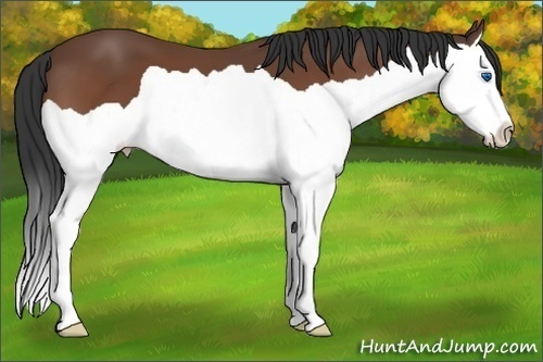 Horse Color: Bay Splash 