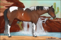 Horse Color:Bay Tobiano 