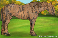 Horse Color:Black  Brindle