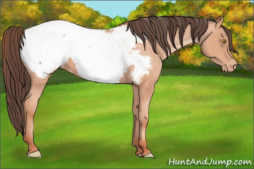 Horse Color: Unknown 