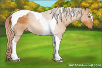 Horse Color:Chocolate Palomino Roan Tobiano 
