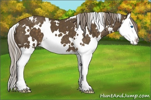 Horse Color: White Spotted Chocolate Palomino Splash 