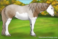 Horse Color:Chocolate Palomino Splash 
