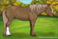 Horse Color:Chocolate Palomino 