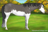 Horse Color:Grullo Sabino Splash