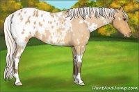 Horse Color:White Spotted Silver Buckskin Roan Appaloosa 