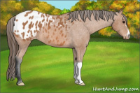 Horse Color:Bay Appaloosa