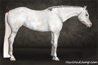 Horse Color:White Spotted Chocolate Palomino Varnish 