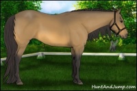 Horse Color:Buckskin 