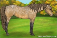 Horse Color:Buckskin Ice Appaloosa 