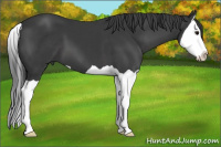 Horse Color:Brown Splash