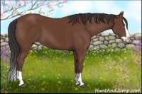 Horse Color:Bay Splash 