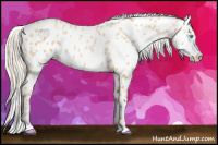 Horse Color:Chocolate Palomino Pearl Appaloosa 