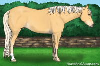 Horse Color:Palomino 
