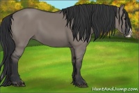Horse Color:Grullo Splash 