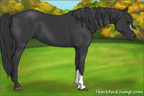 Horse Color: Brown 