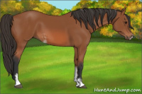 Horse Color:Bay Sabino 