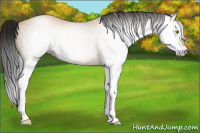 Horse Color:Gray Amber Champagne Splash