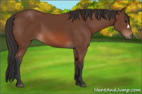 Horse Color:Bay 