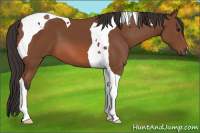 Horse Color:Bay Tobiano