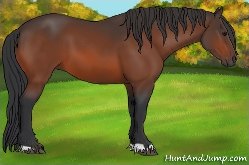 Horse Color: Bay 