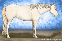 Horse Color:Buckskin Pearl 