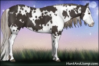 Horse Color:White Spotted Liver Chestnut Splash 
