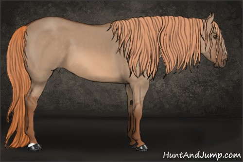 Horse Color: Red Dun 