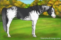 Horse Color:White Spotted Black Splash 