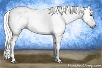 Horse Color:Gray Black 