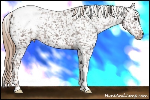 Horse Color: Liver Chestnut Snowcap 