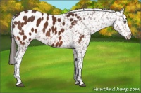 Horse Color:Bay Blanket 