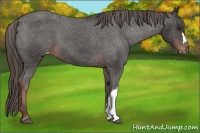 Horse Color:Liver Chestnut Varnish 