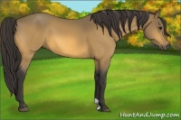 Horse Color:Buckskin 