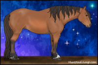 Horse Color:Bay Sabino 