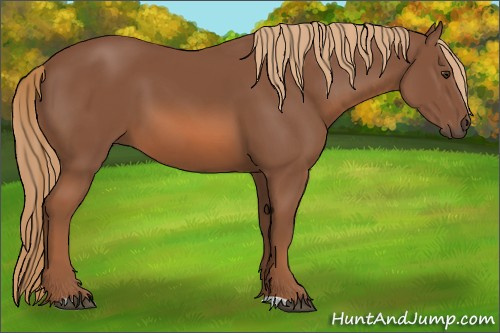 Horse Color:Chestnut 