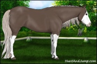 Horse Color:Silver Black Splash 