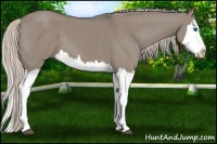 Horse Color:Silver Grullo Splash