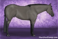 Horse Color:Grullo 