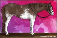 Horse Color:White Spotted Liver Chestnut 