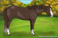 Horse Color:Liver Chestnut Sabino Splash 