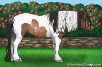 Horse Color:Bay Tobiano Rabicano 