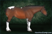 Horse Color:Bay Tobiano Rabicano