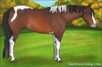 Horse Color:Bay Splash Tobiano 