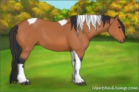 Horse Color:Bay Tobiano 