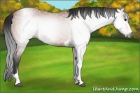 Horse Color:Gray Bay Splash Tobiano 