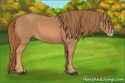 Horse Color: Red Roan Splash 