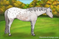 Horse Color:Bay Roan Appaloosa 